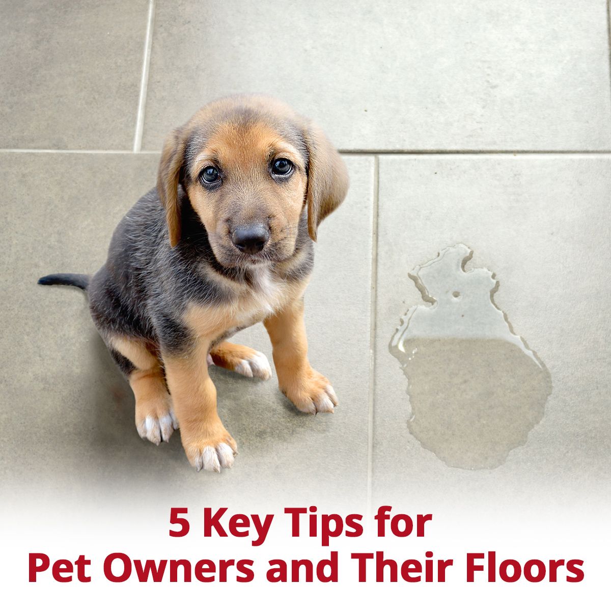 5 Key Tips for Pet Owners and Their Floors